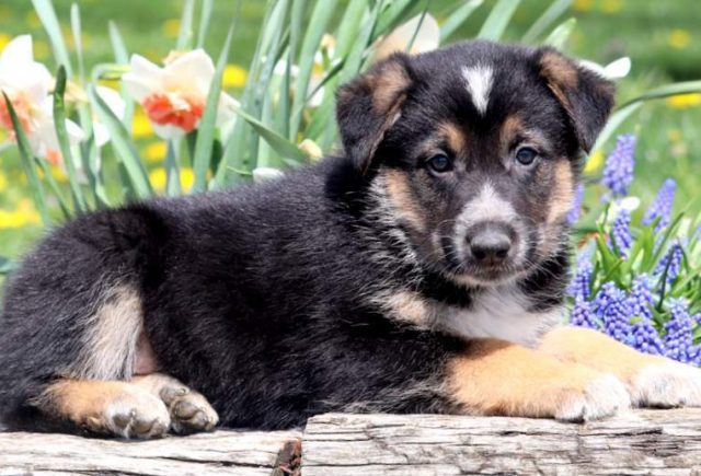 Hugo-German-Shepherd-Mix.jpg