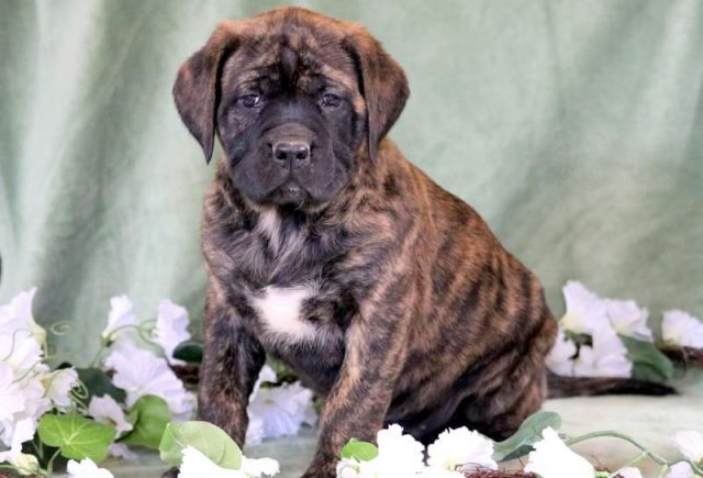 Hugs-English-Mastiff-1.jpg