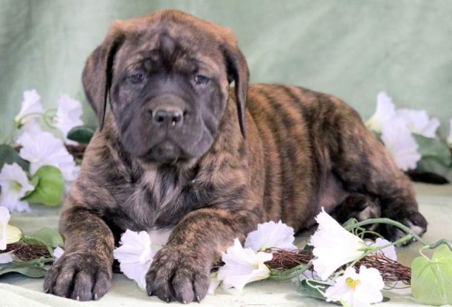Hugs-English-Mastiff-2.jpg