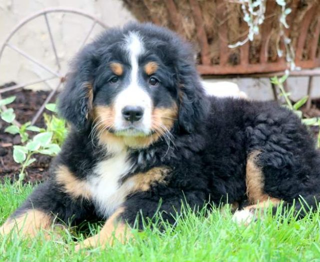 hulk the dog puppies for sale