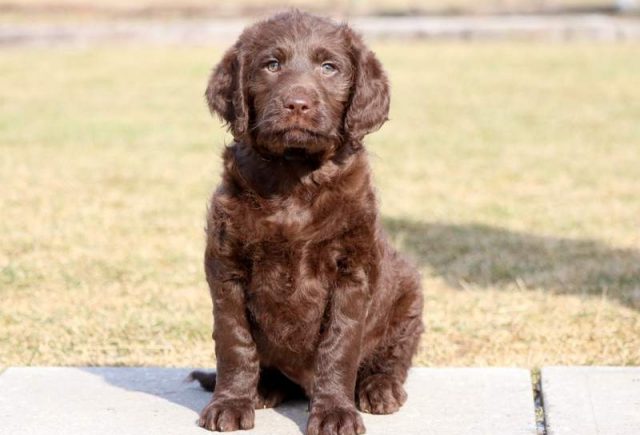 Hulk-Labradoodle-Puppy.jpg