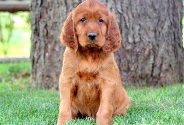 irish setter puppies for sale