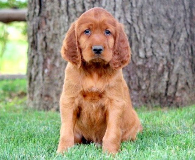 english setter springer spaniel mix