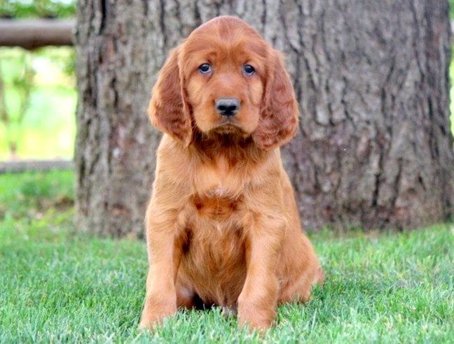 irish setter puppies