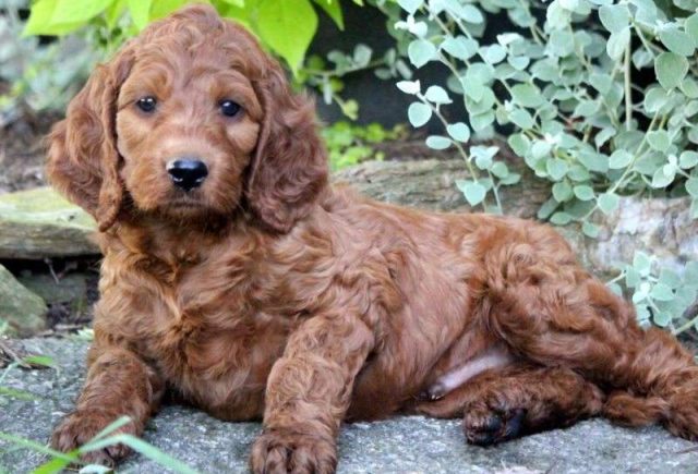 Irishdoodle puppies for sale