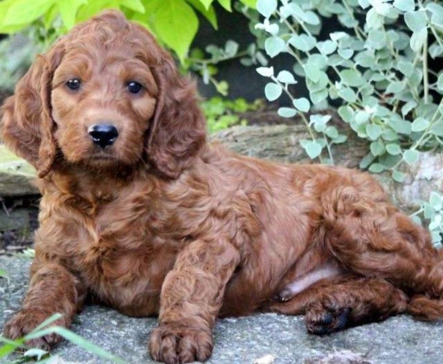 Irishdoodle puppies for sale