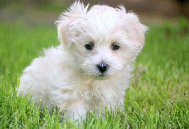 Ivy-Morkie-1.jpg