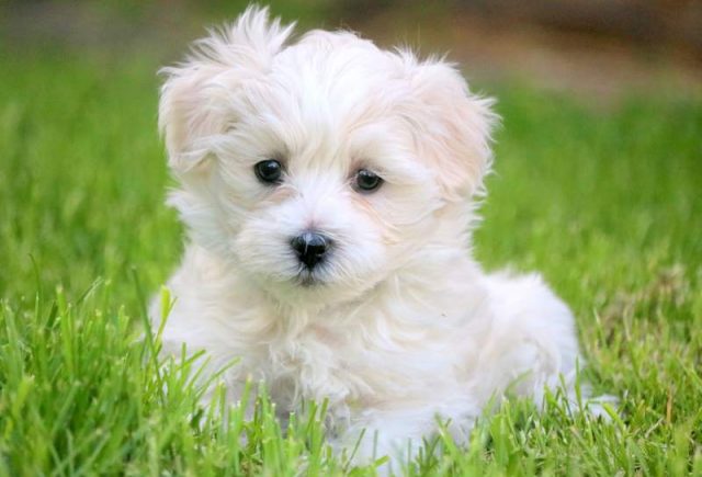 Ivy-Morkie-2.jpg