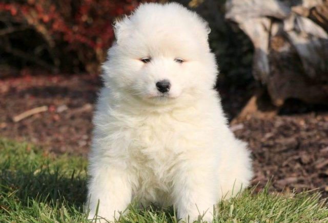 Izzy-Samoyed-e1519235775156.jpg