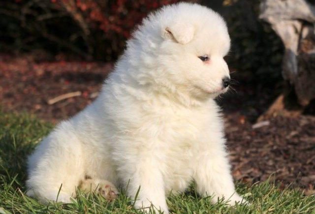 Izzy-Samoyed2-e1519235759128.jpg