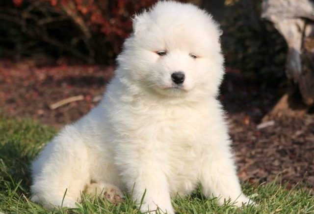 Izzy-Samoyed3-e1519235753804.jpg