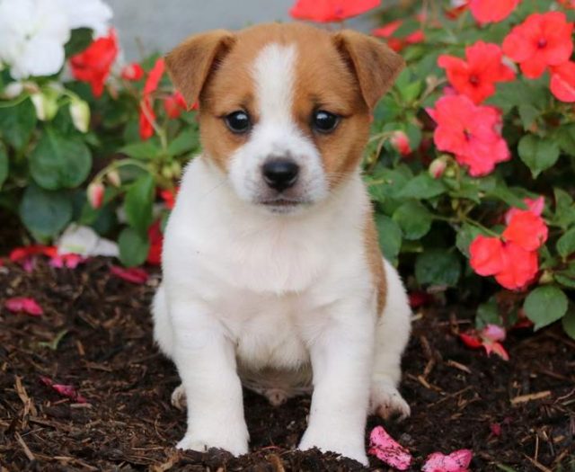 Jack Russell Mix puppies for sale