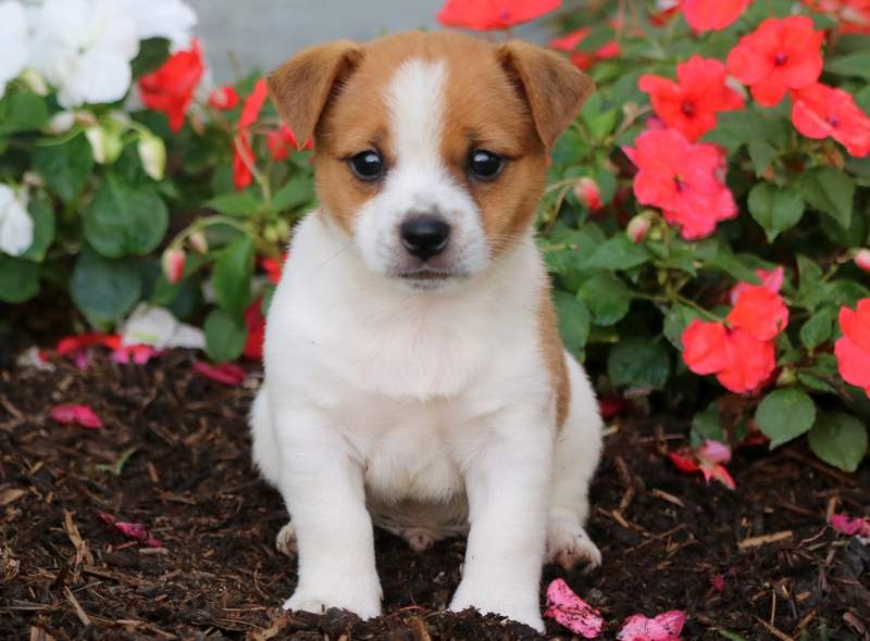 jack russell cross pomeranian for sale