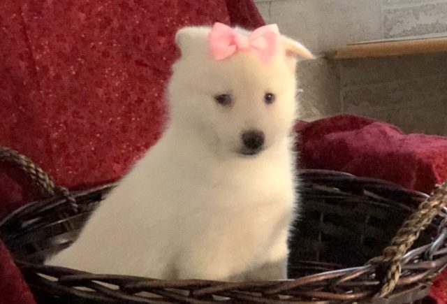 Janie-Pomsky.jpg