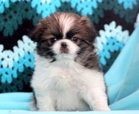 Japanese Chin