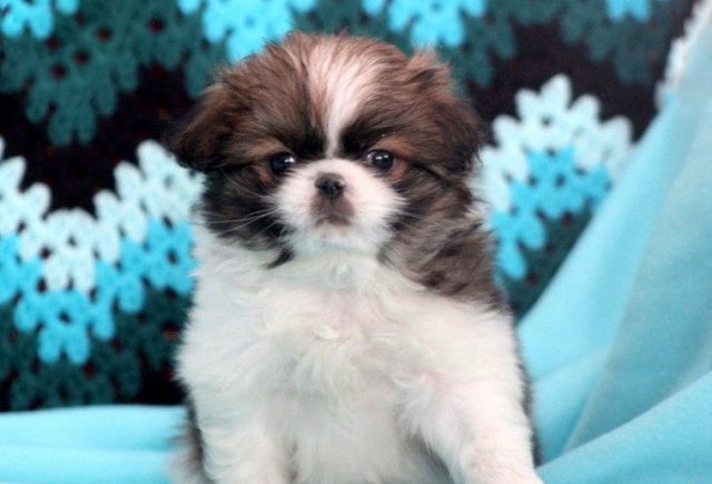 Japanese Chin Category