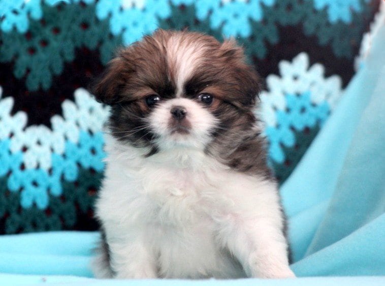 japanese chin beagle mix