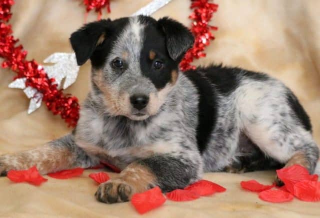 Jasper-Blue-Heeler-Mix.jpg
