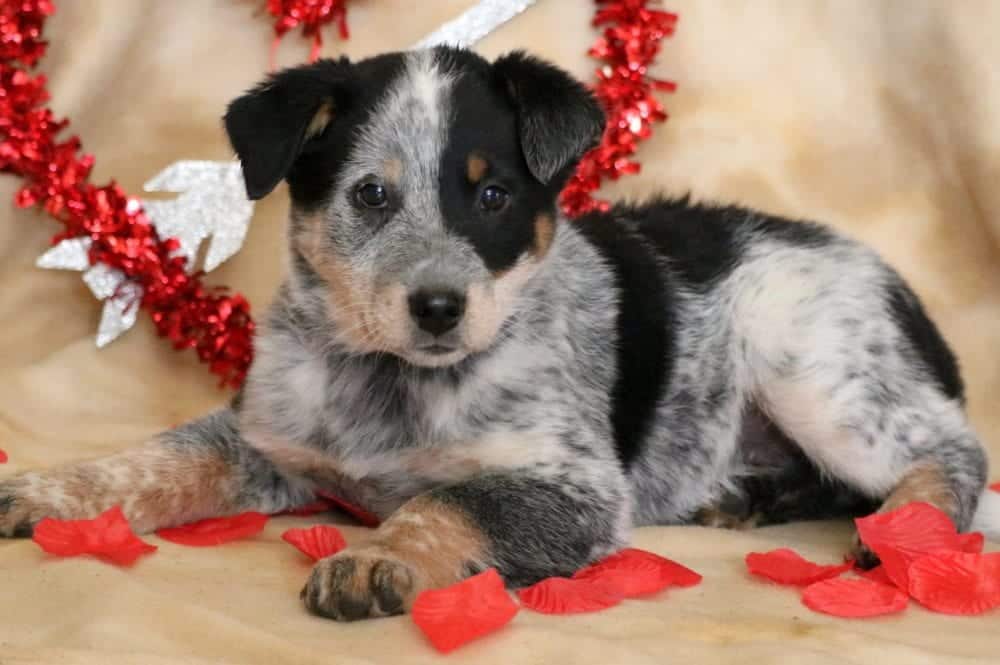 australian shepherd cattle dog mix