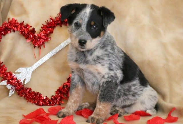 Jasper-Blue-Heeler-Mix2.jpg