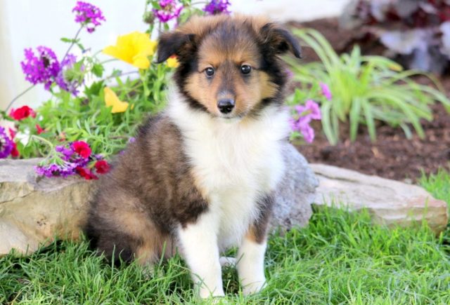 Jasper-Shetland-Sheepdog-1.jpg