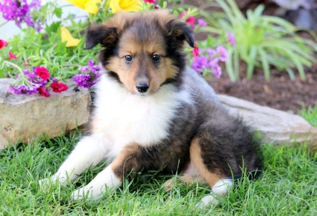 Jasper-Shetland-Sheepdog-2.jpg