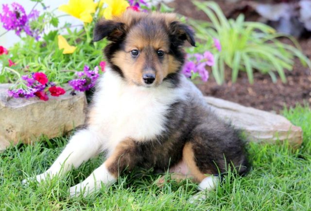 Jasper-Shetland-Sheepdog-3-1.jpg