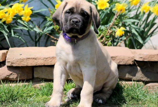 Jax-English-Mastiff.jpg
