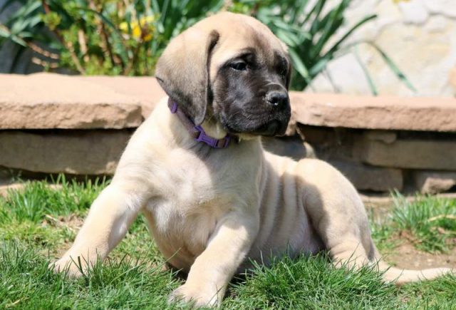 Jax-English-Mastiff2.jpg