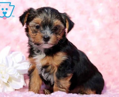 Jayda-Morkie-Designer-Breed-Dog-Maltese-Yorkie-ACHC-IDCR-ICA
