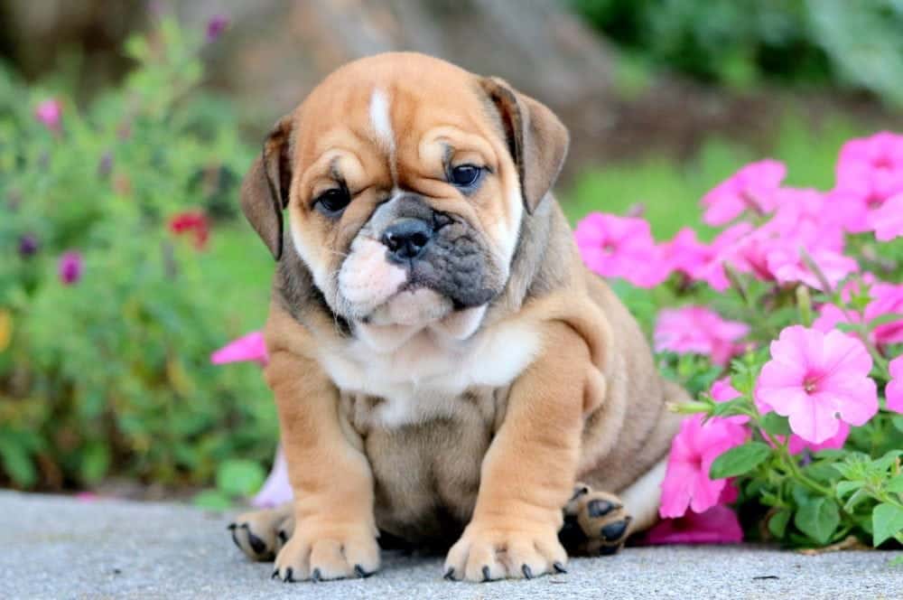 Best Dog Food for English Bulldog Puppies