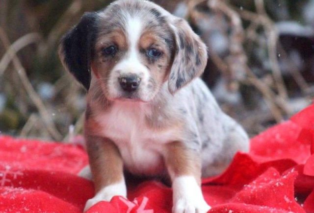 Jenna-Australian-Shepherd-Mix-e1519229621728.jpg