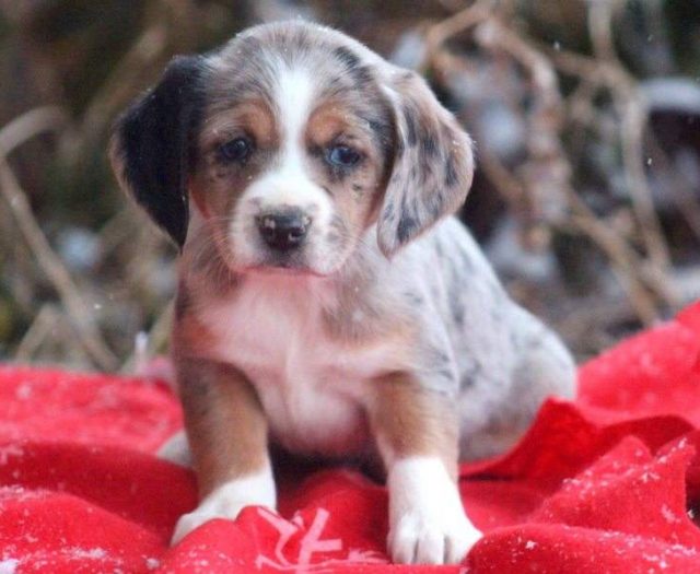 Jenna Australian Shepherd Mix Puppy For Sale Keystone Puppies