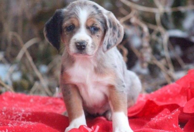 Jenna-Australian-Shepherd-Mix2-e1519229616452.jpg