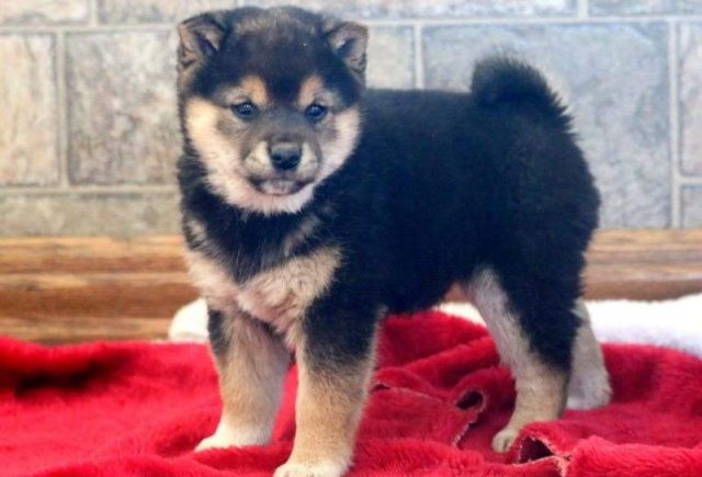 Jingles-Shiba-Inu-Retake-e1519229179458.jpg