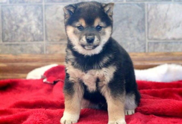 Jingles-Shiba-Inu-Retake2-e1519229172872.jpg