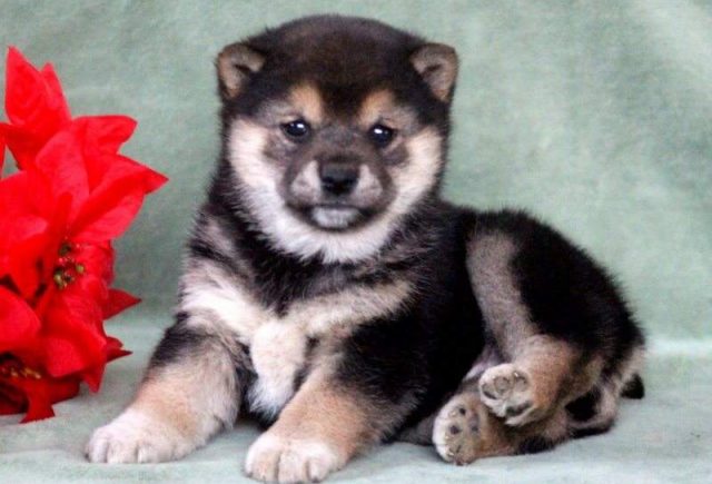 Jingles-Shiba-Inu-e1519235847798.jpg
