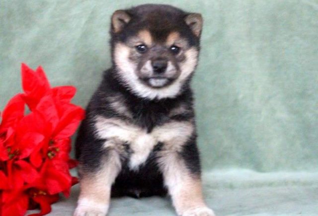 Jingles-Shiba-Inu2-e1519235841576.jpg