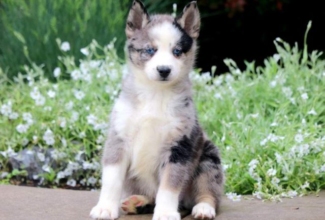 Jinks-Pomsky-1.jpg