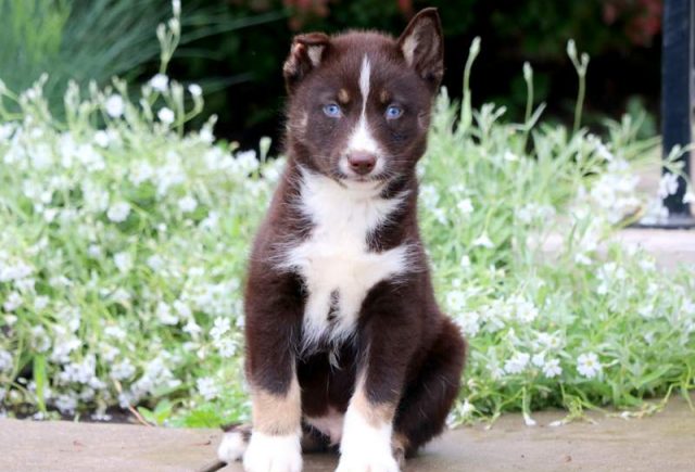 Joey-Pomsky-1.jpg