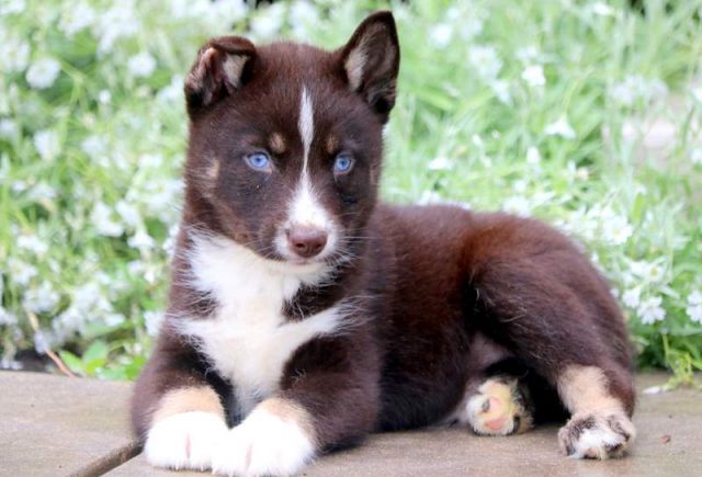 Joey-Pomsky-2.jpg