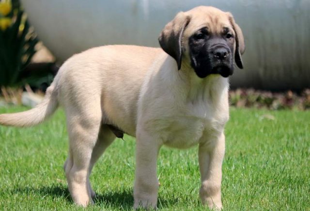 Jojo-English-Mastiff.jpg