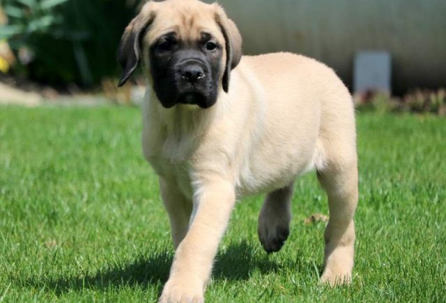 Jojo-English-Mastiff2.jpg