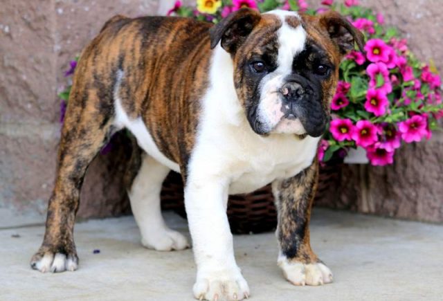 Josiah-English-Bulldog-1.jpg