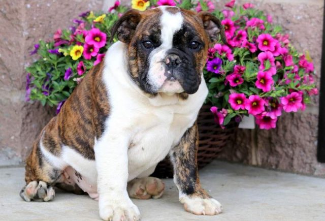 Josiah-English-Bulldog-2.jpg