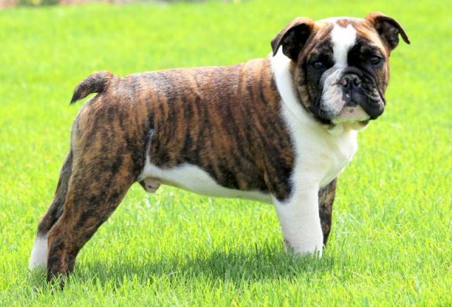 Josiah-English-Bulldog-3.jpg