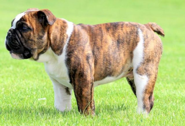 Josiah-English-Bulldog-4.jpg