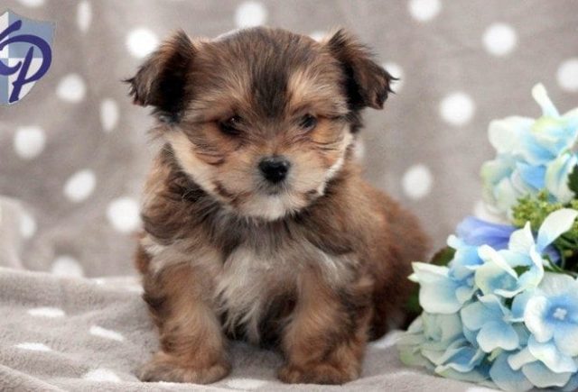 Jubilee-Shorkie.jpg