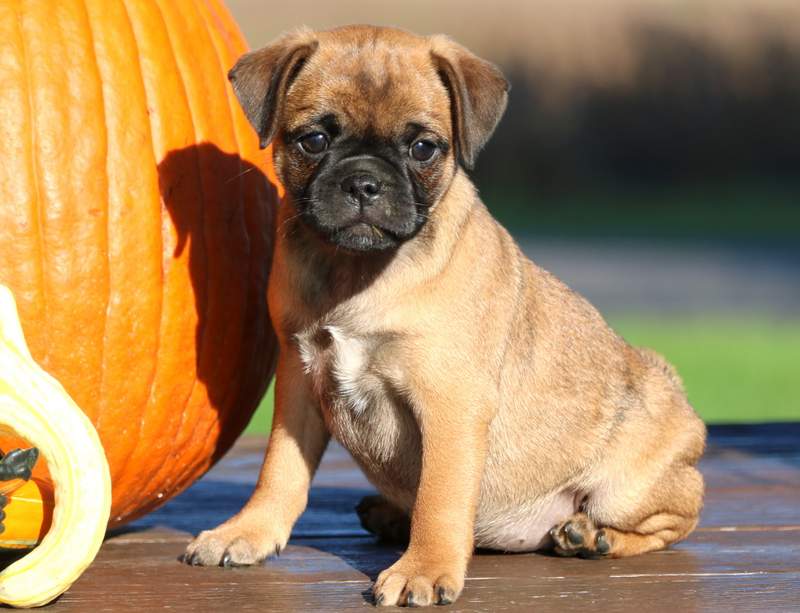 jug puppies for sale gumtree