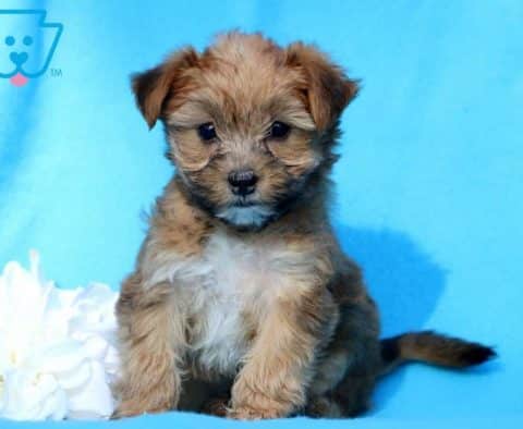 Jumper-Morkie-Designer-Breed-Dog-Maltese-Yorkie-ACHC-IDCR-ICA